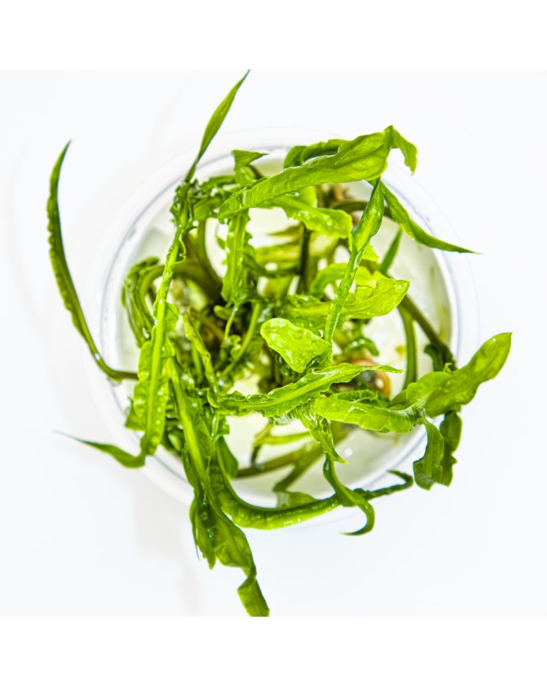 Cryptocoryne crispatula - Plant It! La cryptocoryne herbacée est un... Cryptocoryne crispatula - Plant It! La cryptocoryne herbacée est un...