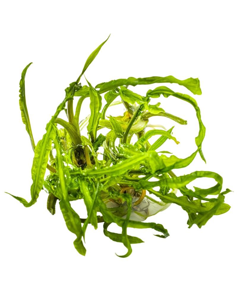 Cryptocoryne crispatula - Plant It! La cryptocoryne herbacée est un... Cryptocoryne crispatula - Plant It! La cryptocoryne herbacée est un...