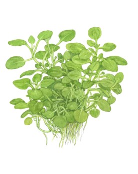 Lobelia Cardinalis Mini 1-2 Grow! La Lobelia cardinalis mini est un...