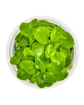 Lobelia Cardinalis Mini 1-2 Grow! La Lobelia cardinalis mini est un...