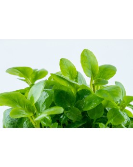 Lobelia Cardinalis Mini 1-2 Grow! La Lobelia cardinalis mini est un...