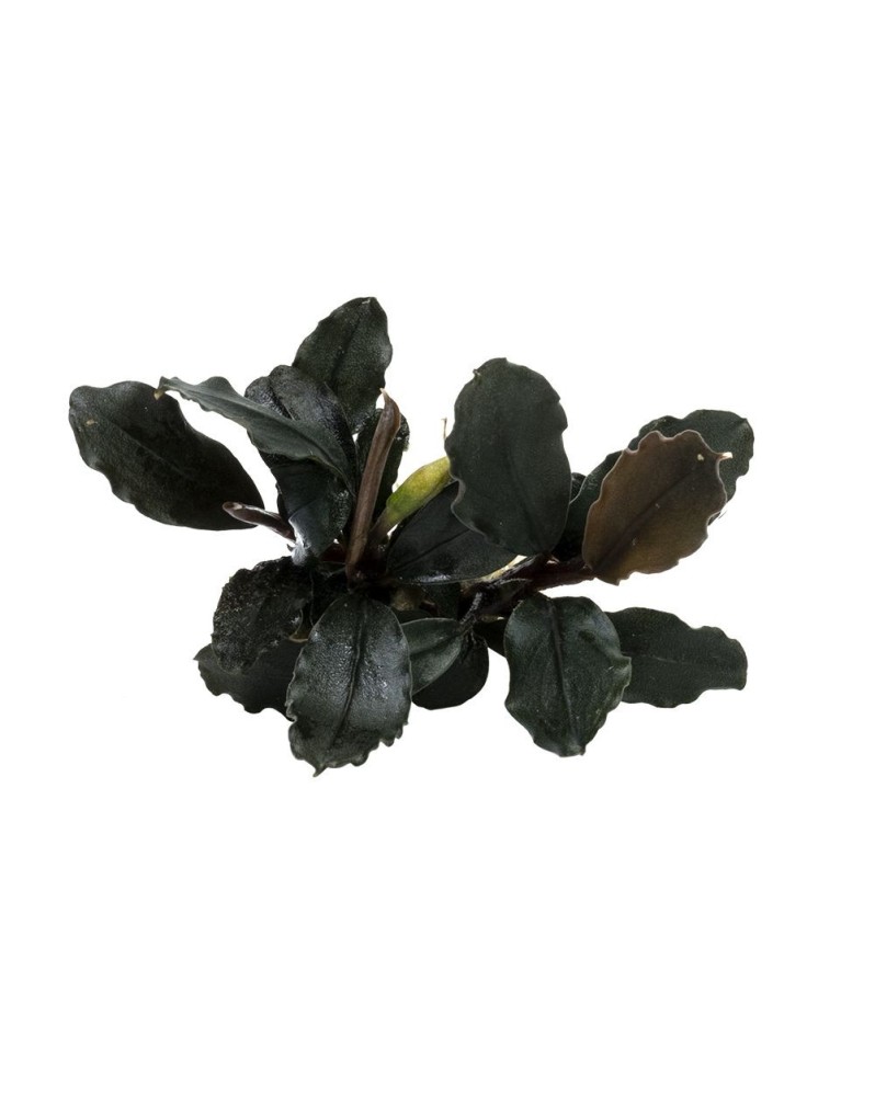 水の国　Bucephalandra sp. Brownie ghost 2015 Bucephalandra Brownie Ghost - In Vitro La Bucephalandra Brownie Gho