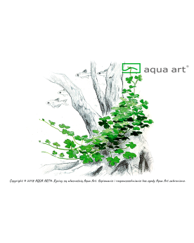 Hydrocotyle sp. Japan - Aqua-art L’Hydrocotyle sp. "Japan" est une ...