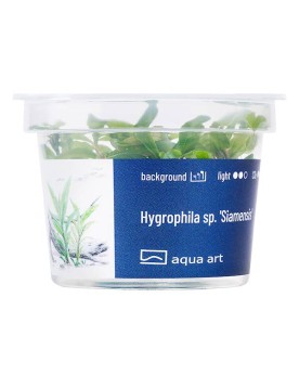 Hygrophila sp. Siamensis - Aqua-art L'Hygrophila sp. 'Siamensis' es...