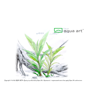 Hygrophila sp. Siamensis - Aqua-art L'Hygrophila sp. 'Siamensis' es...