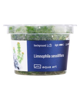 Limnophilla Sessiflora - Aqua-art La Limnophila sessiliflora est un...