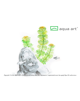 Limnophilla Sessiflora - Aqua-art La Limnophila sessiliflora est un...