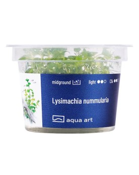 Lysimachia Nummularia - Aqua-art La Lysimachia nummularia, aussi ap...