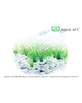 Eleocharis parvula - Aqua-art L'Eleocharis Parvula est une plante a...