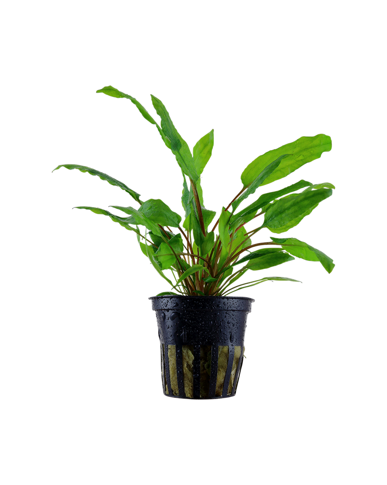 Cryptocoryne wendtii Green - En Pot Cryptocoryne wendtii 'green' a ... Cryptocoryne wendtii Green - En Pot Cryptocoryne wendtii 'green' a ...
