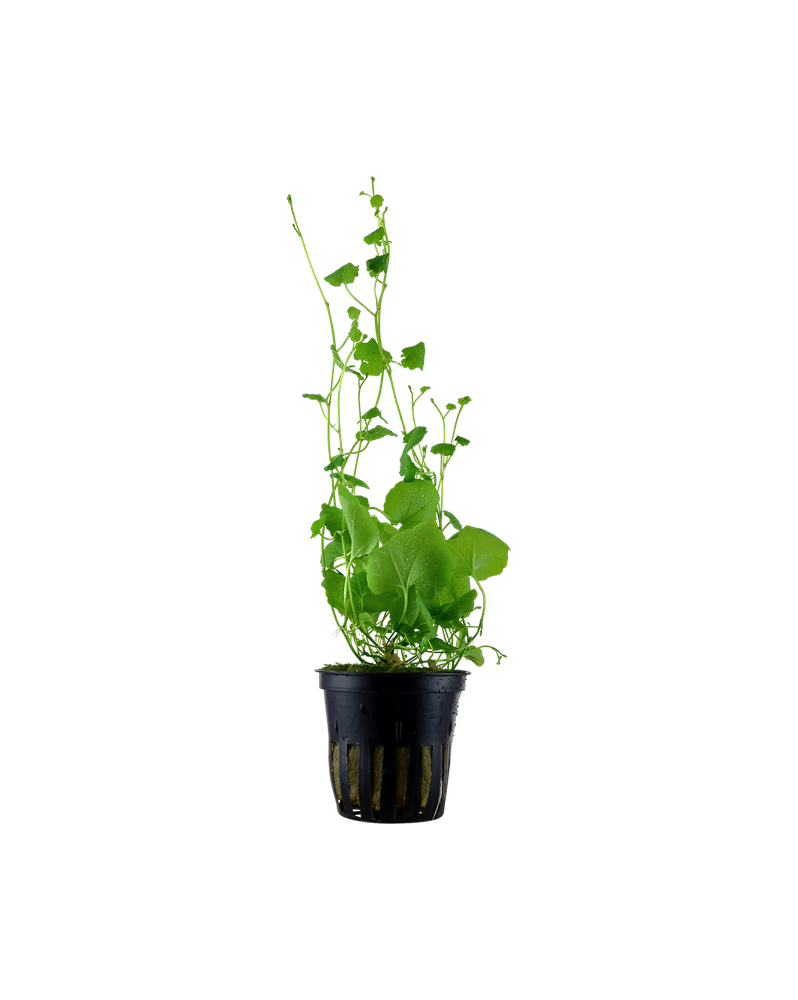 Cardamine lyrata - En Pot La Cardamine lyrata est une plante aquati... Cardamine lyrata - En Pot La Cardamine lyrata est une plante aquati...