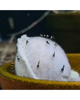 Shrimp Sanctuary - Kallax Ball Shrimp Sanctuary Kallax Ball.Les cre...