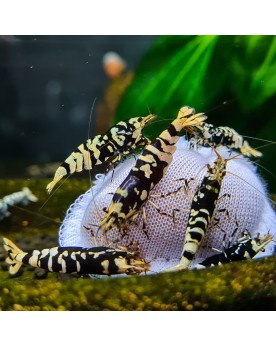 Shrimp Sanctuary - Kallax Ball Shrimp Sanctuary Kallax Ball.Les cre...