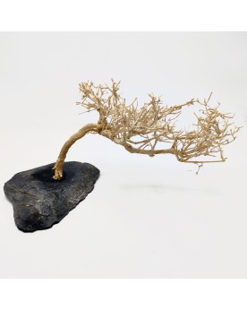 Minibonsaï sur Ardoise L - 15-25cm - Sablé  MinBonsaï, racine idéal...