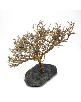Minibonsaï sur Ardoise L - 15-25cm - Nature  MiniBonsaï, racine idé...