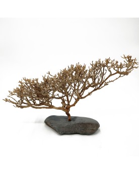 Minibonsaï sur Ardoise L - 15-25cm - Nature  MiniBonsaï, racine idé...