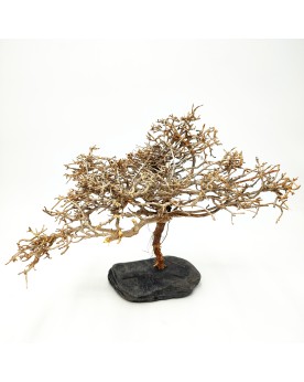 Minibonsaï sur Ardoise XL - 20-30cm - Nature  MiniBonsaï, racine id...