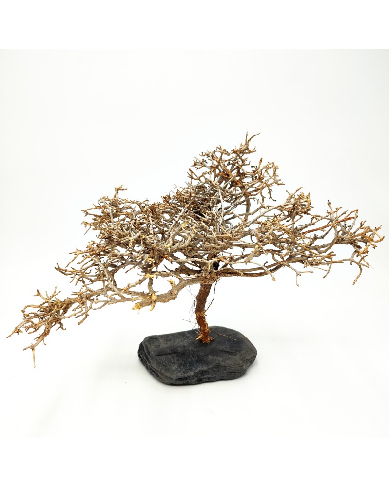 Minibonsaï sur Ardoise XL - 20-30cm - Nature MiniBonsaï, racine id... Minibonsaï sur Ardoise XL - 20-30cm - Nature MiniBonsaï, racine id...