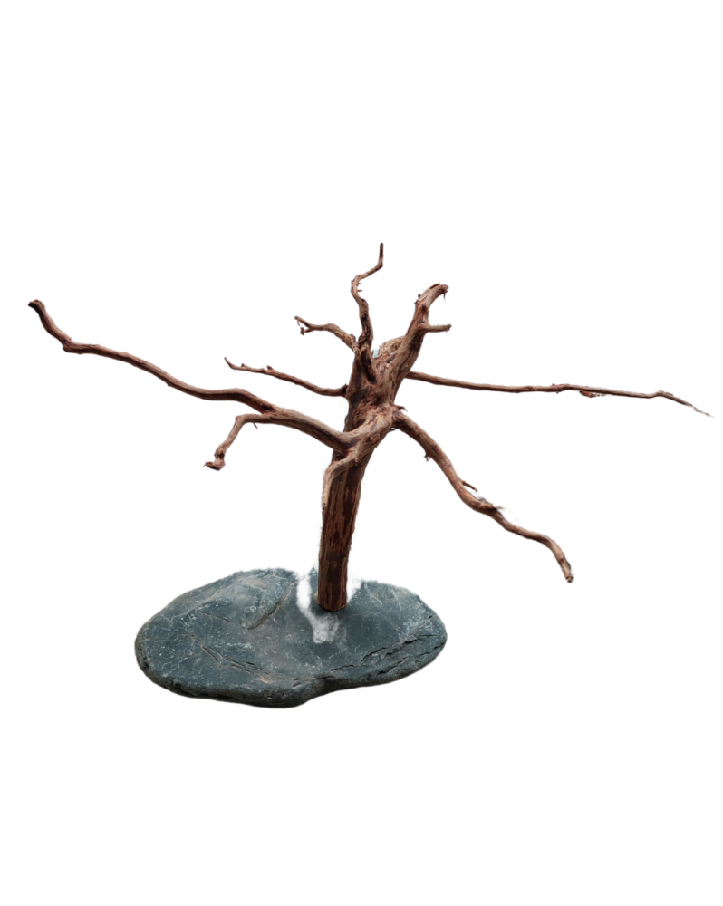 Snake Wood Bonsaï M - 15-25cm - Sur Ardoise - 1 Pot In Vitro Offert... Snake Wood Bonsaï M - 15-25cm - Sur Ardoise - 1 Pot In Vitro Offert...