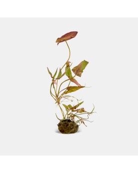 Nymphea Pygmaea Rubra (nain, fleur rouge) Découvrez la beauté délic...