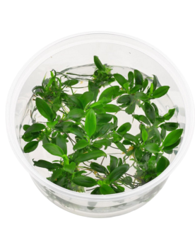 Anubias var. nana Bonsaï in Vitro Anubias barteri var. nana 'Bonsaï...