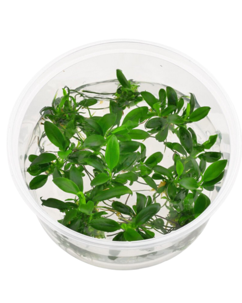 Anubias var. nana Bonsaï in Vitro Anubias barteri var. nana 'Bonsaï... Anubias var. nana Bonsaï in Vitro Anubias barteri var. nana 'Bonsaï...