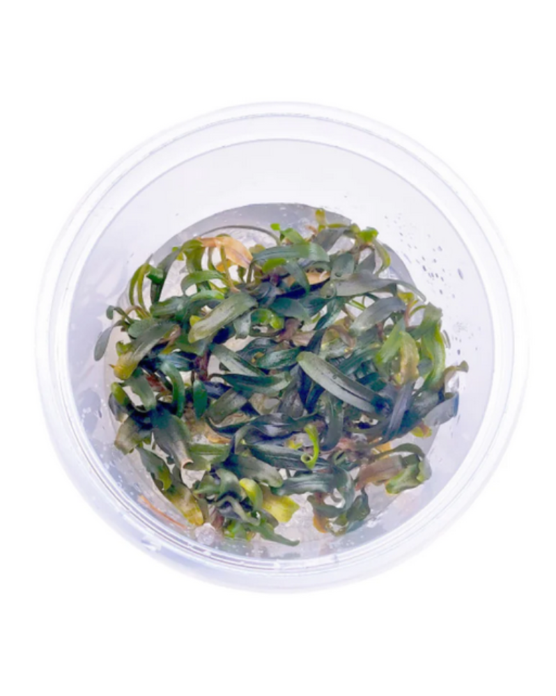 Bucephalandra Catharina in Vitro Bucephalandra 'Catharina' – In Vit...