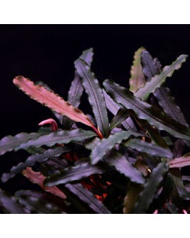 Bucephalandra Catharina in Vitro Bucephalandra 'Catharina' – In Vit...