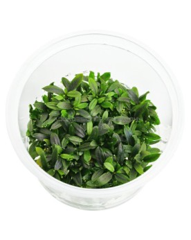 Bucephalandra sp. Maia in Vitro Bucephalandra sp. 'Maia' In Vitro –...