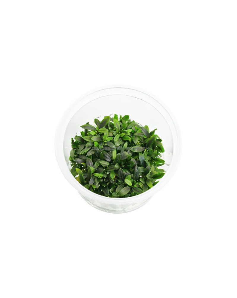 Bucephalandra sp. Maia in Vitro Bucephalandra sp. 'Maia' In Vitro –...
