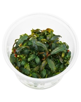 Bucephalandra sp. Red in Vitro Bucephalandra sp. 'Red' – In Vitro (...