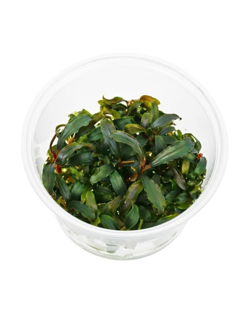 Bucephalandra sp. Red in Vitro Bucephalandra sp. 'Red' – In Vitro (... Bucephalandra sp. Red in Vitro Bucephalandra sp. 'Red' – In Vitro (...