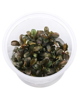 Bucephalandra sp. Theia Red in Vitro Bucephalandra sp. 'Theia Red' ...