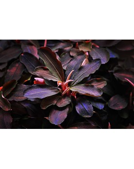 Bucephalandra sp. Theia Red in Vitro Bucephalandra sp. 'Theia Red' ...