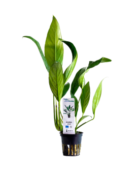 Anubias afzelii - En Pot Anubias afzelii – En Pot (Aquaflora) Appor...