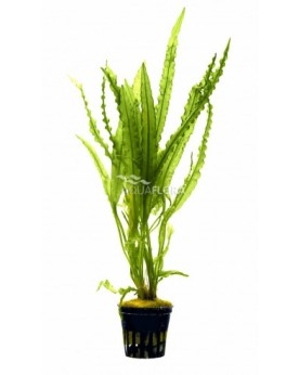 Aponogeton Crispus Aponogeton crispus – En pot (Aquaflora) L’Aponog...