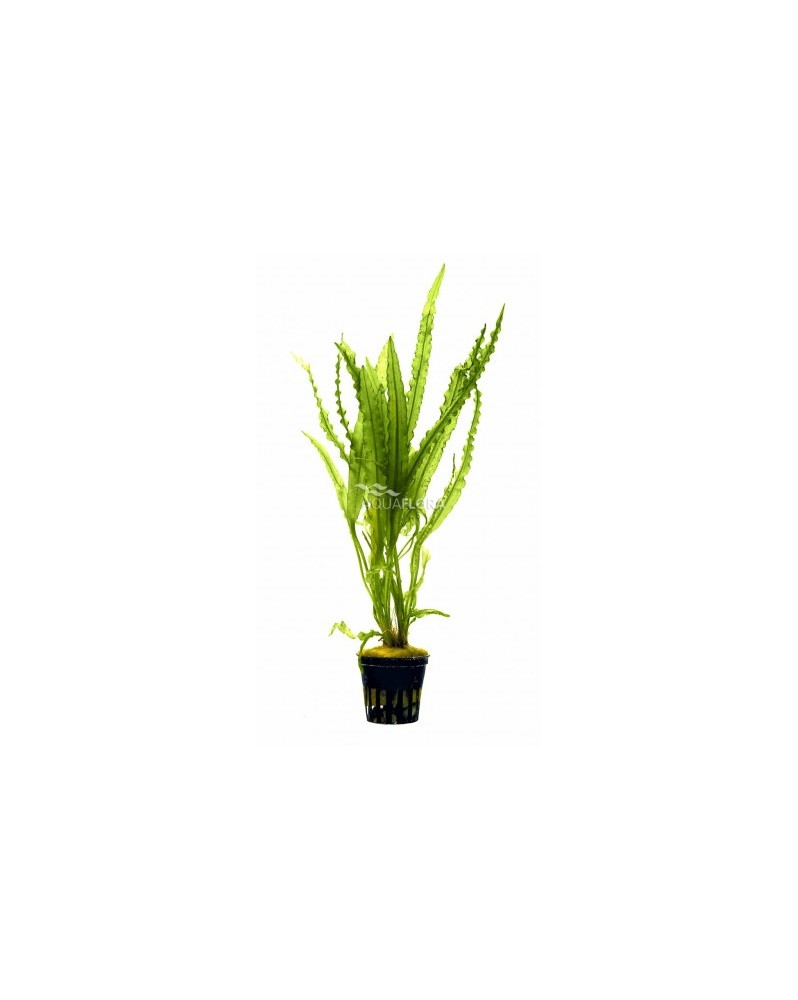 Aponogeton Crispus Aponogeton crispus – En pot (Aquaflora) L’Aponog... Aponogeton Crispus Aponogeton crispus – En pot (Aquaflora) L’Aponog...