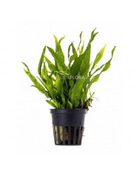Microsorum sp. India Microsorum sp. India en pot Aquaflora Apportez...