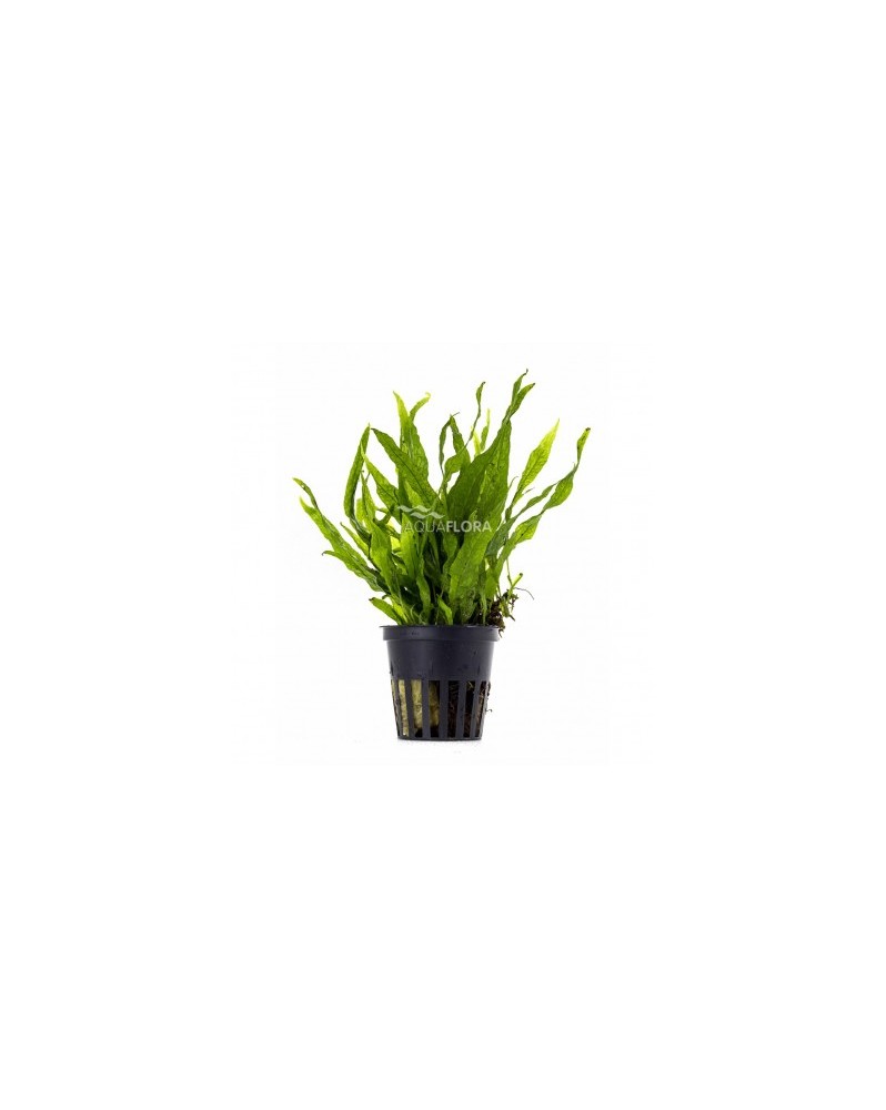 Microsorum sp. India Microsorum sp. India en pot Aquaflora Apportez... Microsorum sp. India Microsorum sp. India en pot Aquaflora Apportez...