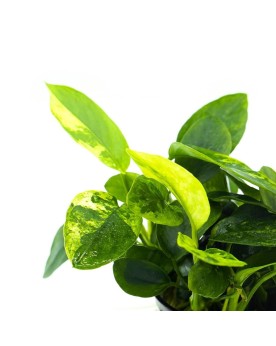 Anubias nana Marble en pot Anubias nana 'Marble' en pot Apportez un...