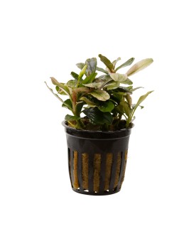 Bucephalandra Malawi Pink - en pot Bucephalandra Malawi Pink – en p...