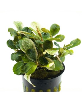 Bucephalandra Malawi Pink - en pot Bucephalandra Malawi Pink – en p...
