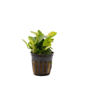 Anubias nana Marble en pot Anubias nana 'Marble' en pot Apportez un...