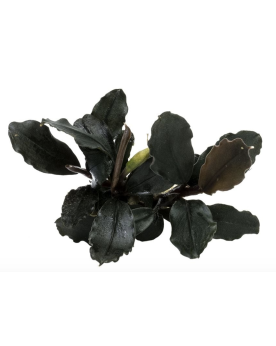 Bucephalandra Brownie Ghost Ulu Kapus Bucephalandra 'Brownie Ghost'...