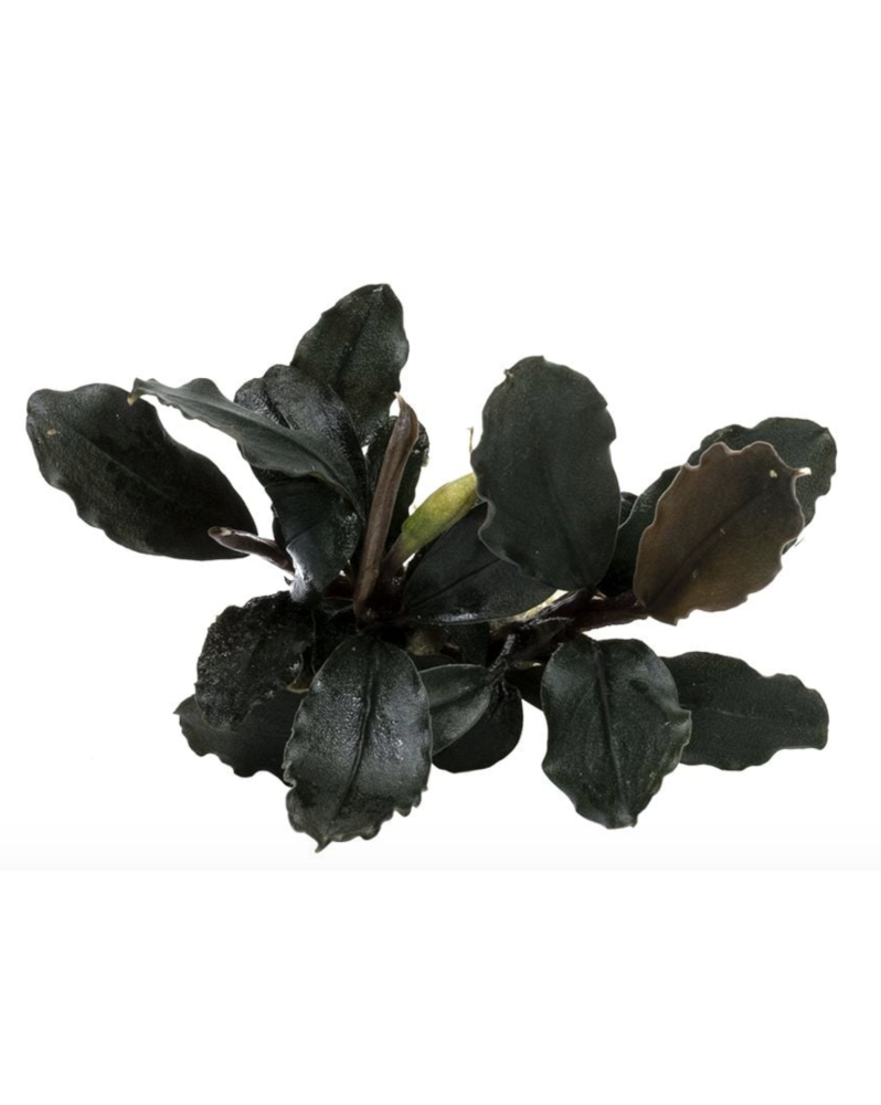 Bucephalandra Brownie Ghost Ulu Kapus Bucephalandra 'Brownie Ghost'... Bucephalandra Brownie Ghost Ulu Kapus Bucephalandra 'Brownie Ghost'...
