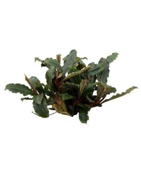 Bucephalandra Brownie Mini Red Bucephalandra Brownie Mini Red – Pot...