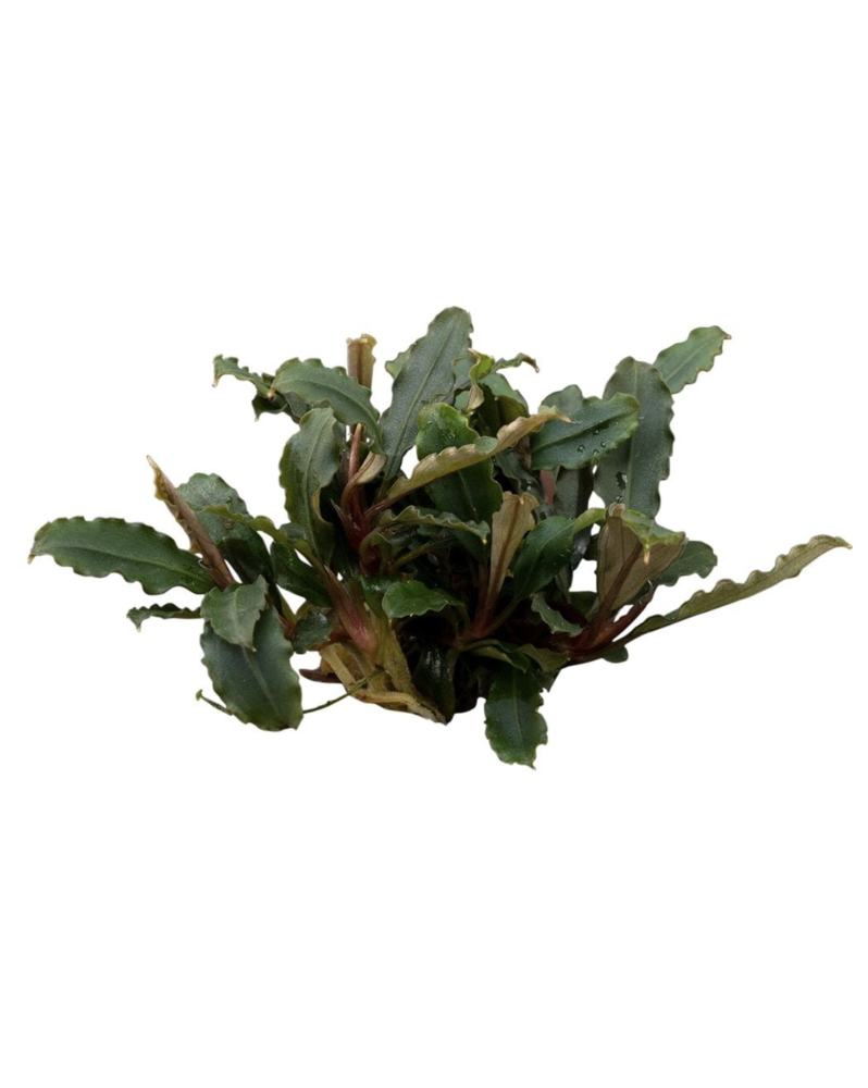 Bucephalandra Brownie Mini Red Bucephalandra Brownie Mini Red – Pot... Bucephalandra Brownie Mini Red Bucephalandra Brownie Mini Red – Pot...