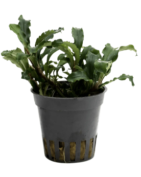 Bucephalandra Brownie Green Velvet Bucephalandra Brownie Green Velv...