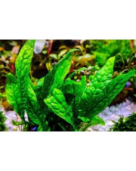 Microsorum sp. India Microsorum sp. India en pot Aquaflora Apportez...