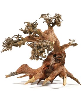 Bonsai S - 15x20cm  Véritable Bonsaï pour Aquarium. Assemblage de r...